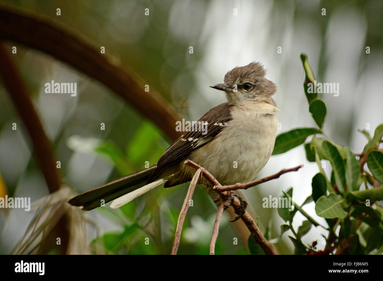 Mocking Bird Foto Stockfoto