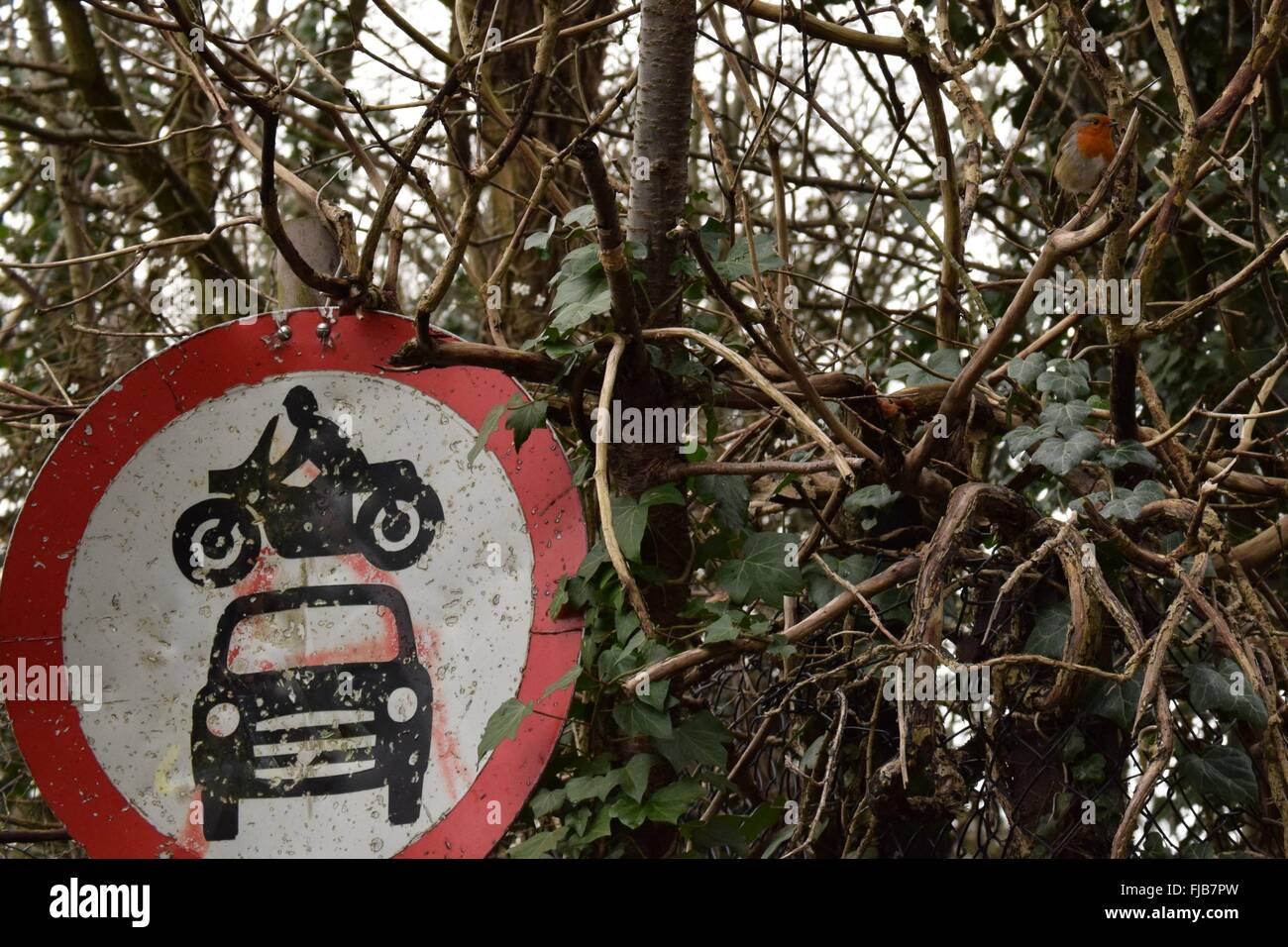 Ein Robbin neben einem ramponierten Schild. Stockfoto