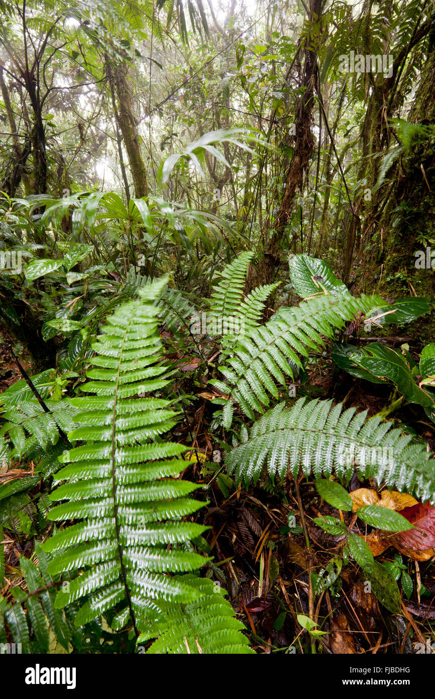 Farne auf den Nebelwald, der Cerro Gaital Naturdenkmal, Cordillera Central, El Valle de Anton, Provinz Cocle, Republik Panama. Stockfoto
