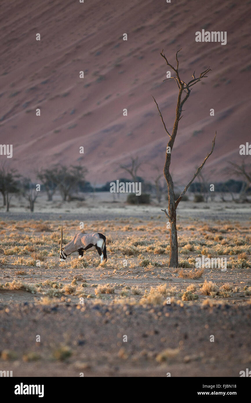 Oryx-Antilopen grasen Stockfoto
