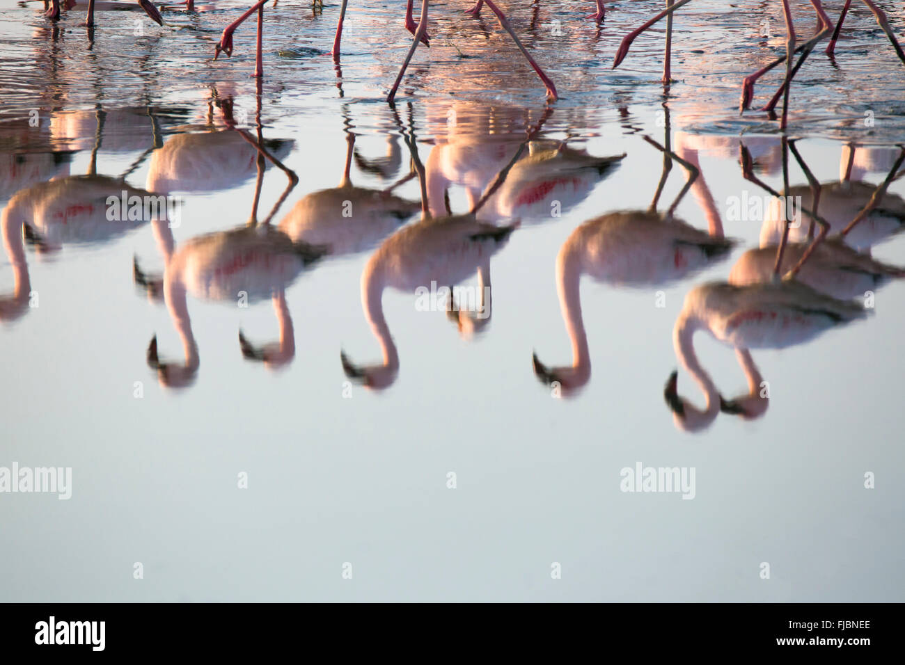 Flamingos in der Walfischbucht Feuchtgebiet Stockfoto