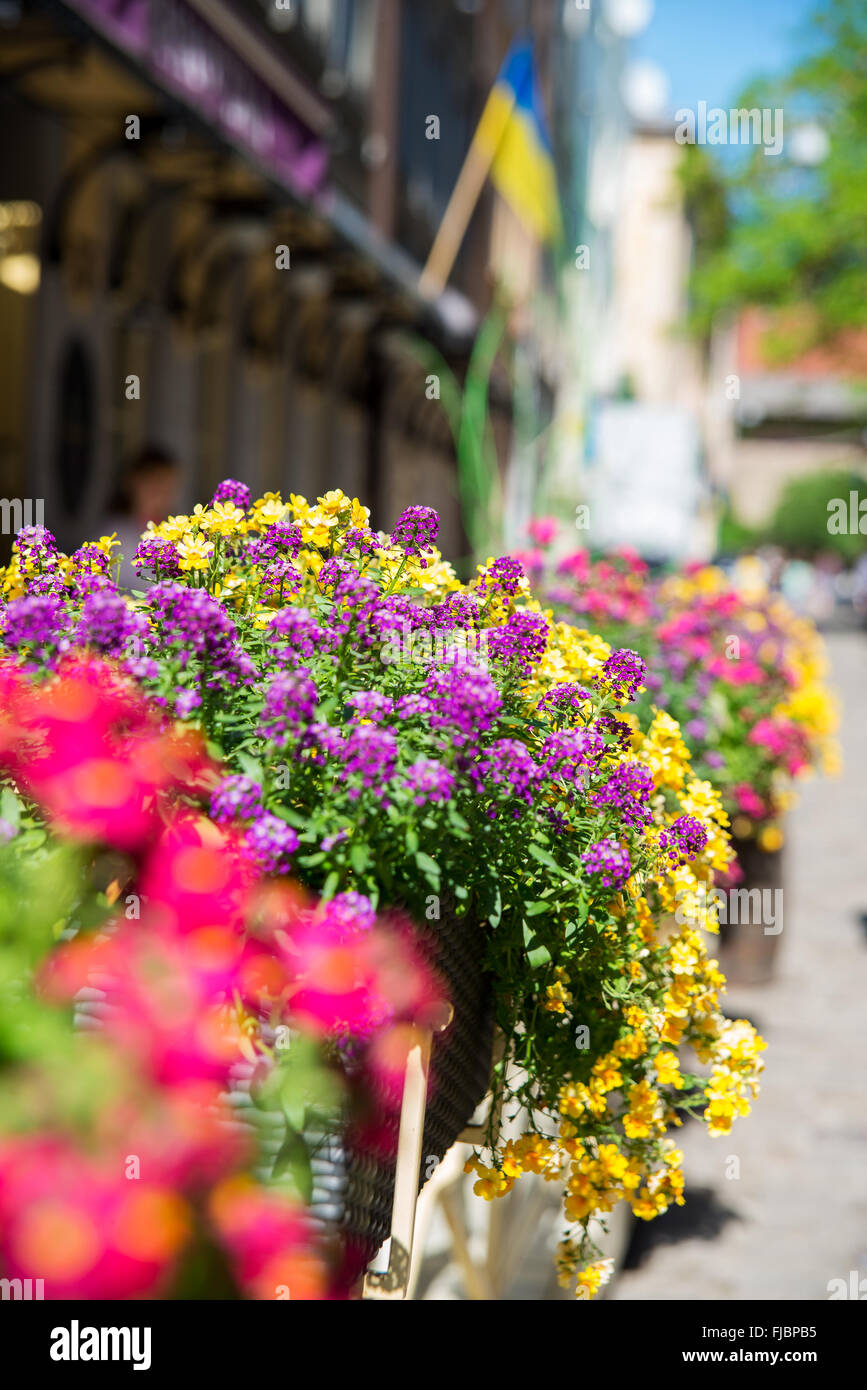 Blumen Stockfoto