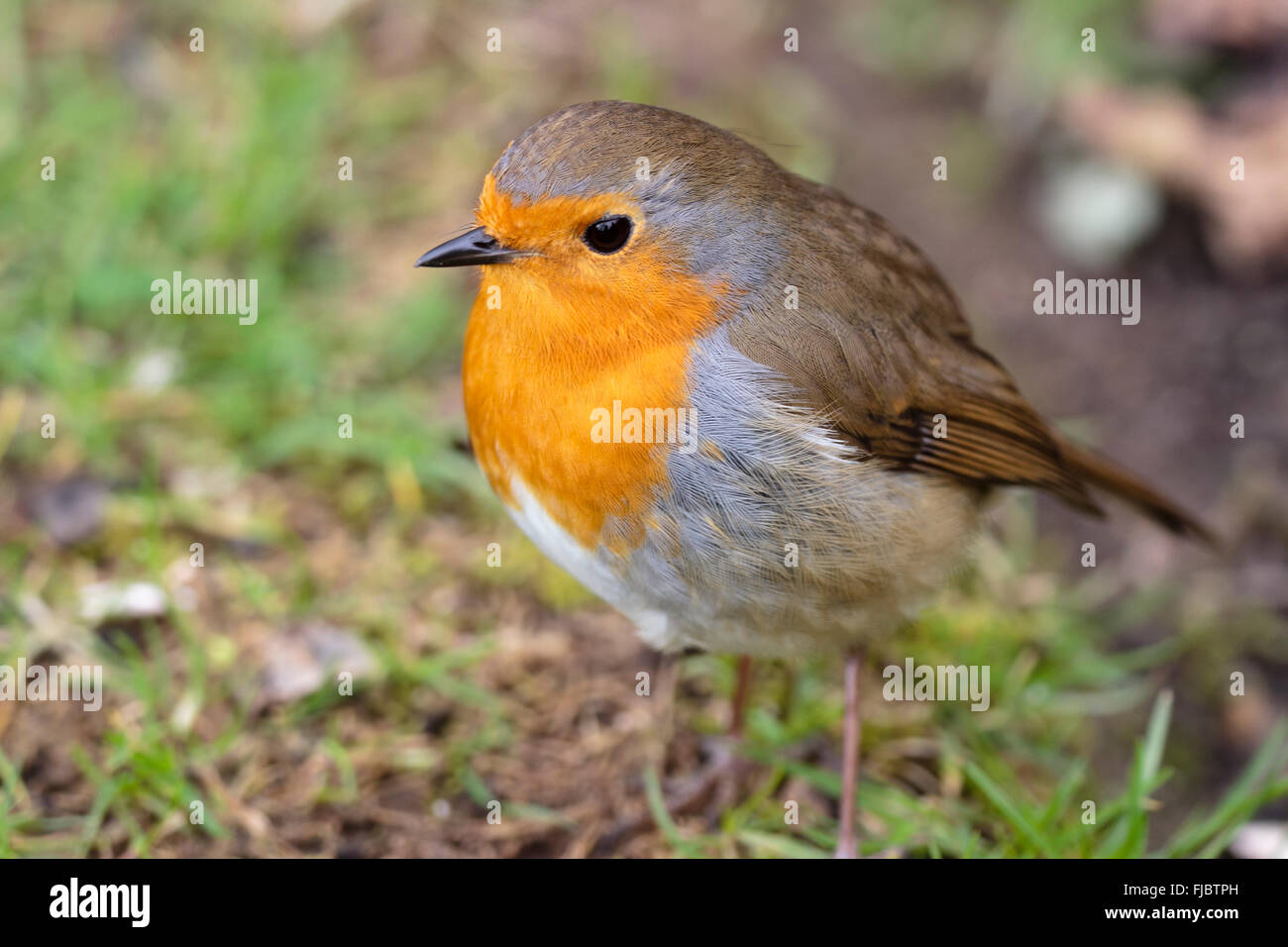 Flachen Fokus Schuss ein Rotkehlchen, Erithacus Rubecula, in einem späten Wintergarten Stockfoto