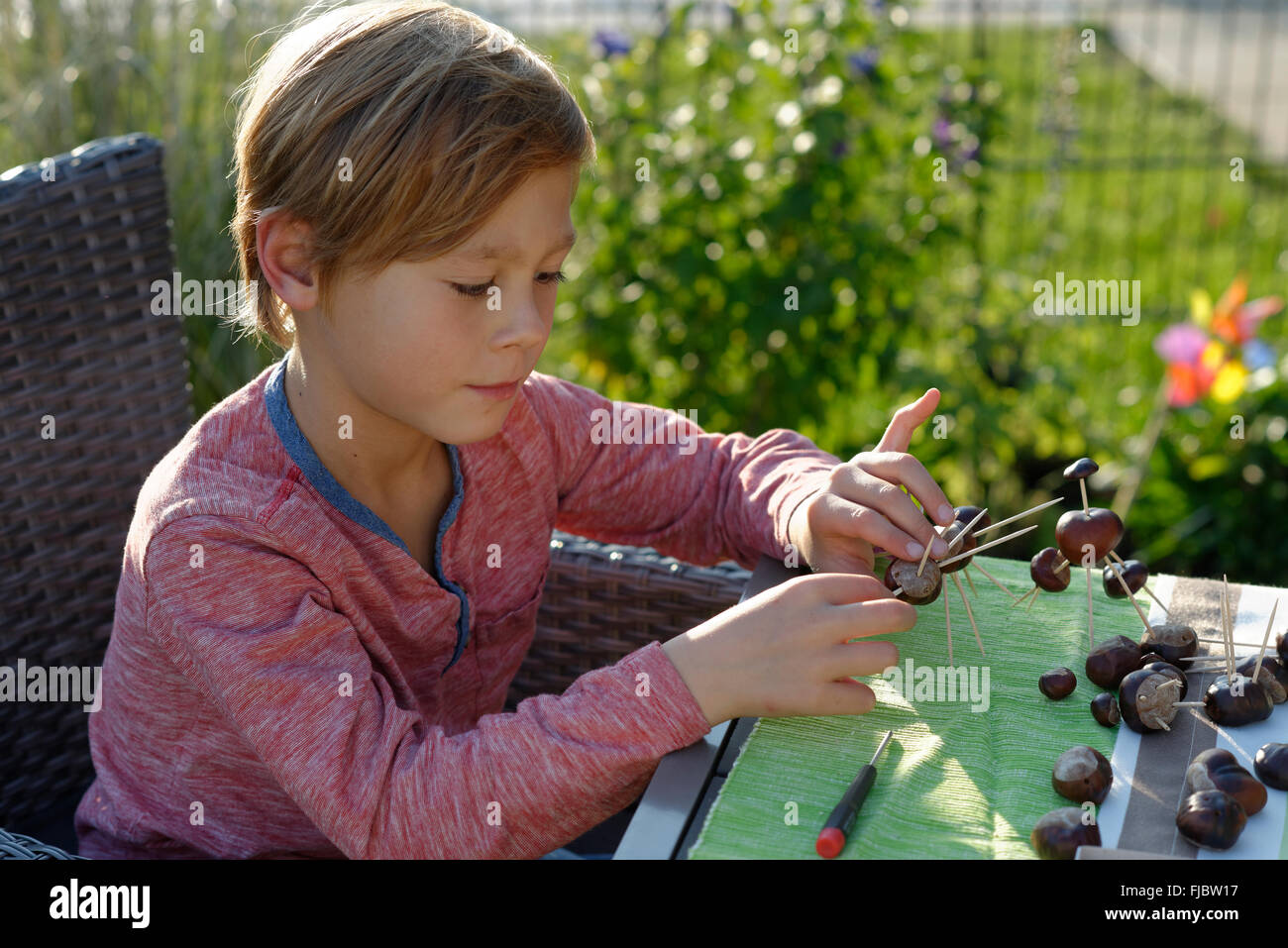 Junge, Kind, die Schaffung von Kastanien Figuren, Kastanien Mann, Herbst, Bayern, Deutschland Stockfoto