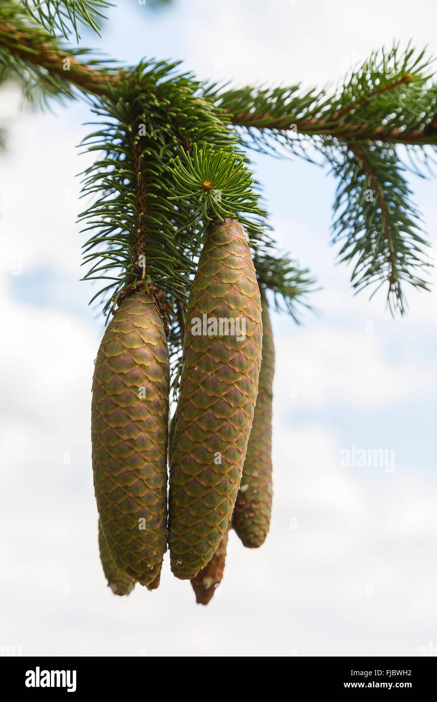 Kegel aus einer Fichte (Picea Abies) hängen Zweig, Erzgebirge, Sachsen, Deutschland Stockfoto