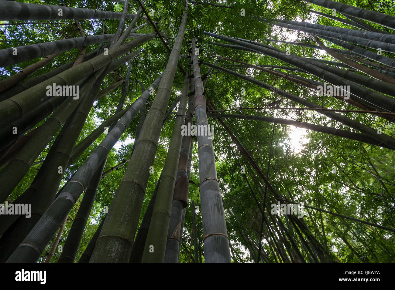 Riesenbambus (Dendrocalamus Giganteus), Bambushain im Botanischen Garten Jardin de Mascarin, in der Nähe von Saint Leu, Réunion Stockfoto