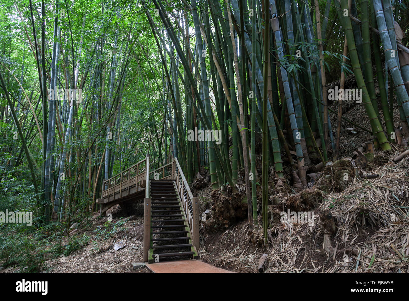 Riesenbambus (Dendrocalamus Giganteus), Bambushain im Botanischen Garten Jardin de Mascarin, in der Nähe von Saint Leu, Réunion Stockfoto