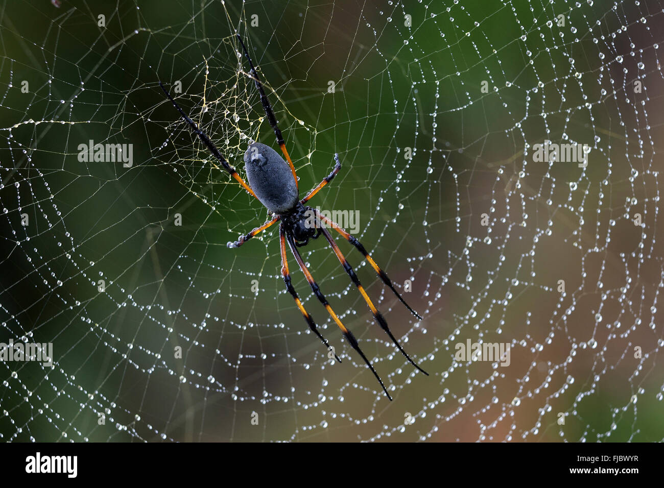 Golden Silk Orb-Weaver, Bananenspinne (Nephila) im Netz mit Tau fällt, Réunion Stockfoto