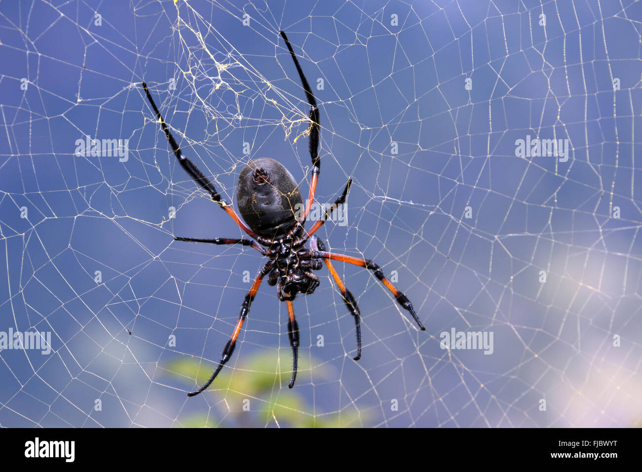 Golden Silk Orb-Weaver, Bananenspinne (Nephila) im Netz, Ansicht von unten, Réunion Stockfoto