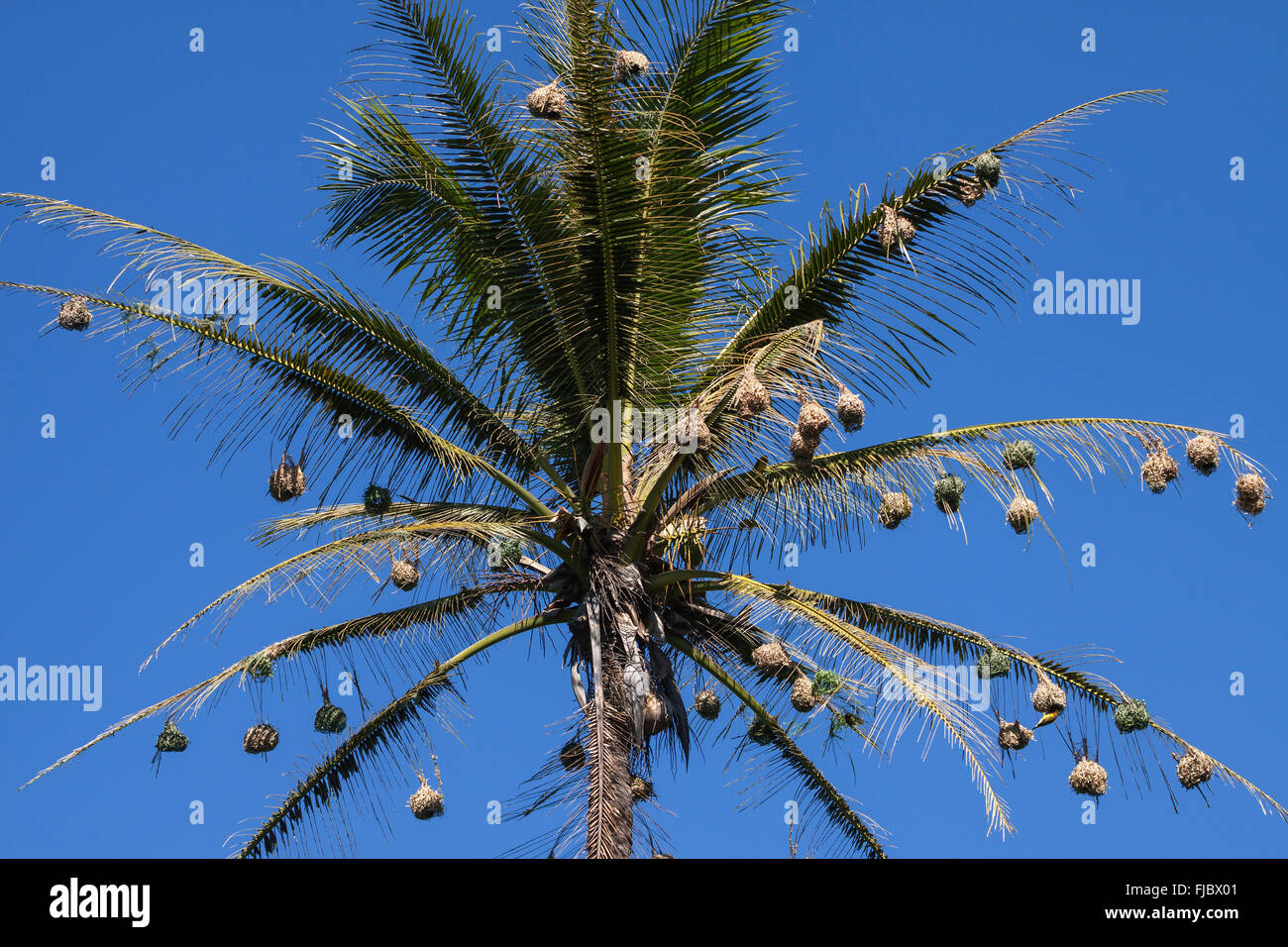 Dorf Weaver Nester hängen von den Blättern einer Palme, Réunion Stockfoto