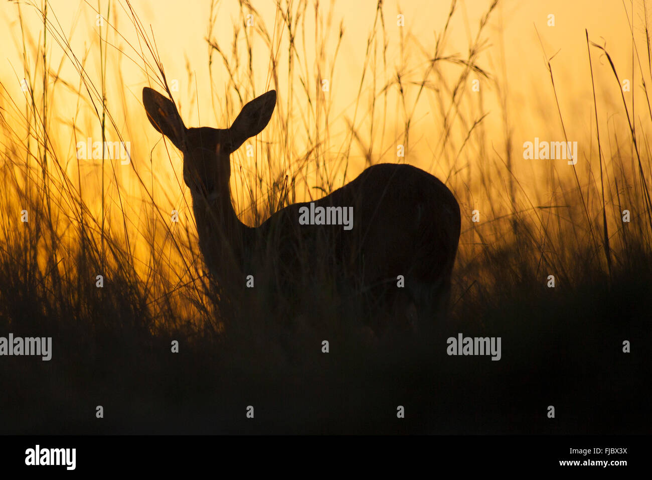 Antilope im Sonnenuntergang Stockfoto