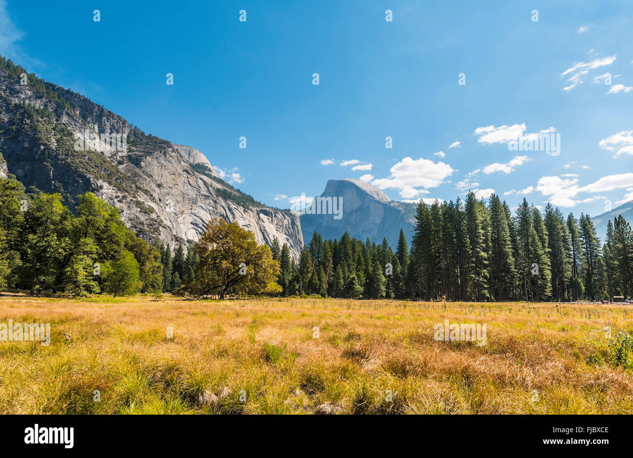 Marschland im Herbst im Yosemite Valley, Yosemite-Nationalpark, Kalifornien, USA Stockfoto