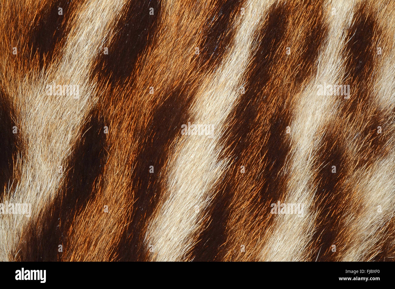 Tiger Fell Textur Stockfoto