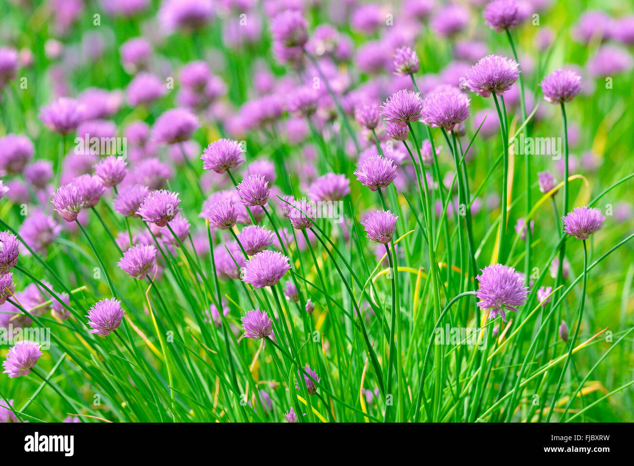 Blühender Schnittlauch (Allium Schoenoprasum), North Rhine-Westphalia,  Germany Stockfotografie - Alamy
