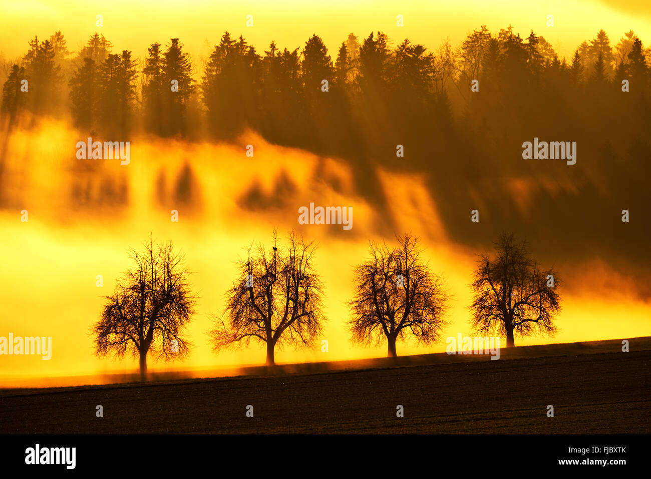 Sonne Strahlen Filtern durch eine Reihe von Bäumen und Nebel, Sonnenaufgang, Kappel, Kanton Zürich, Schweiz Stockfoto