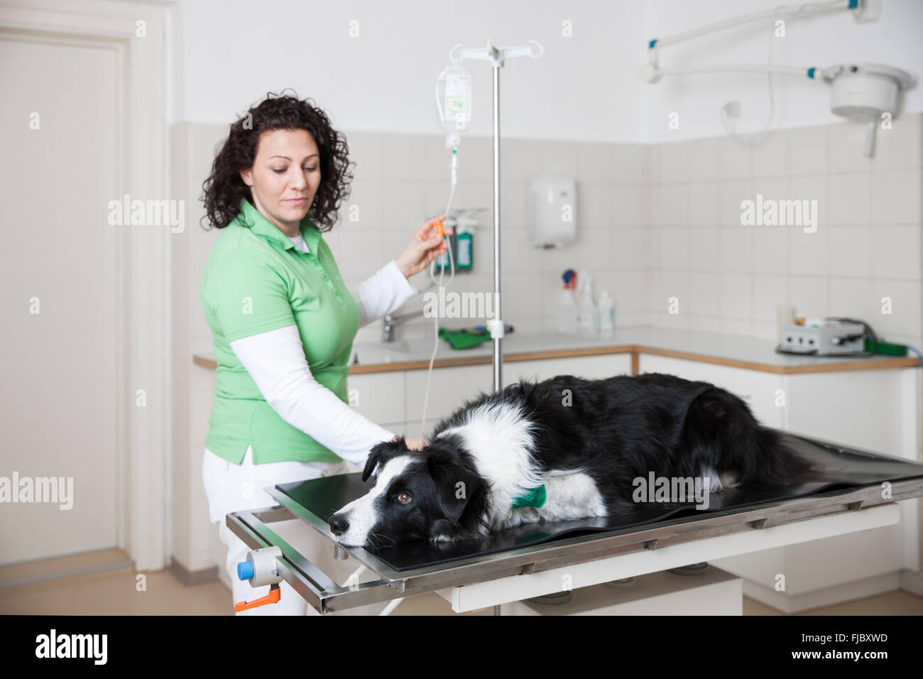 Tierarzt, weibliche Tierarzt mit Border Collie, bekommt Hund eine Infusion an den Tierarzt Stockfoto
