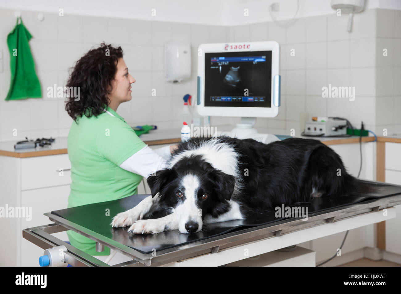Tierarzt, weibliche Tierarzt untersucht Hund, Border Collie, mit Ultraschallgerät Stockfoto