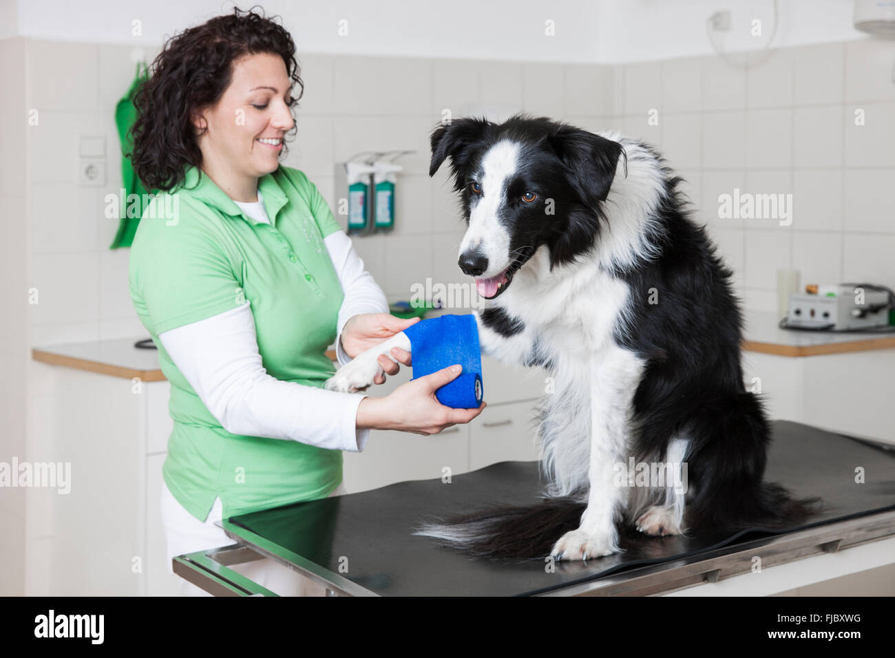 Tierarzt, weibliche Tierarzt Bandagierung Hundepfote, Border-Collie Stockfoto