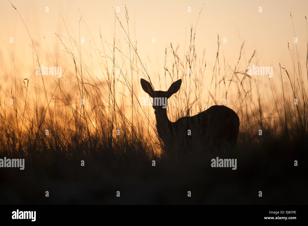 Antilope im Sonnenuntergang Stockfoto