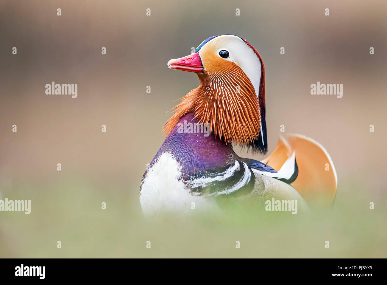 Mandarinente (Aix Galericulata) Drake, mittlere Elbe-Biosphärenreservat, Sachsen-Anhalt, Deutschland Stockfoto
