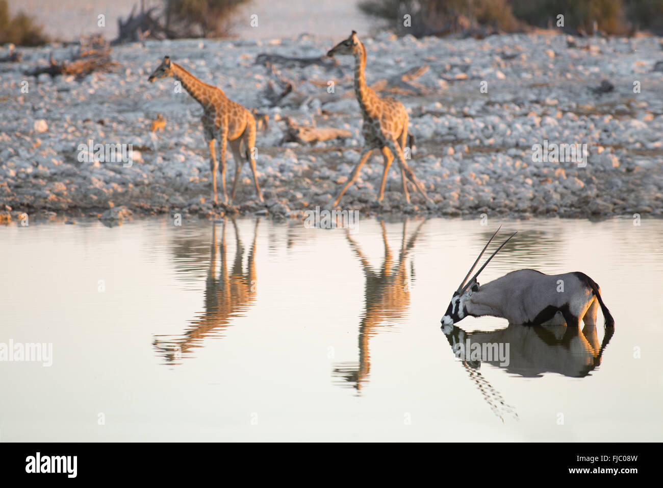 Giraffe und Oryx an einer Wasserstelle Stockfoto
