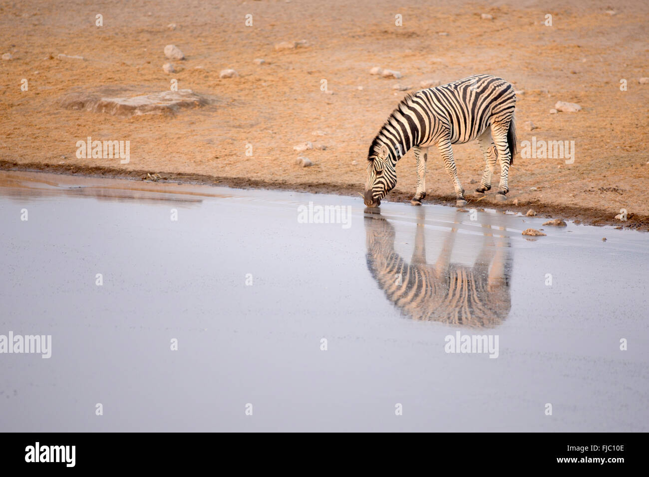 Zebra-Trinkwasser Stockfoto