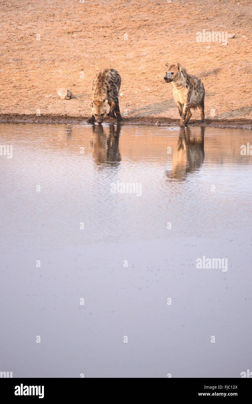 Hyänen an einem Wasserloch Stockfoto