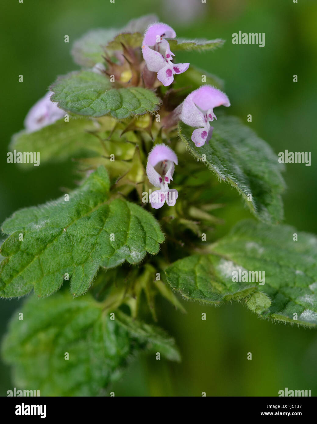 Red DeadNessel (Lamium Purpureum). Eine Pflanze mit dunklen roten