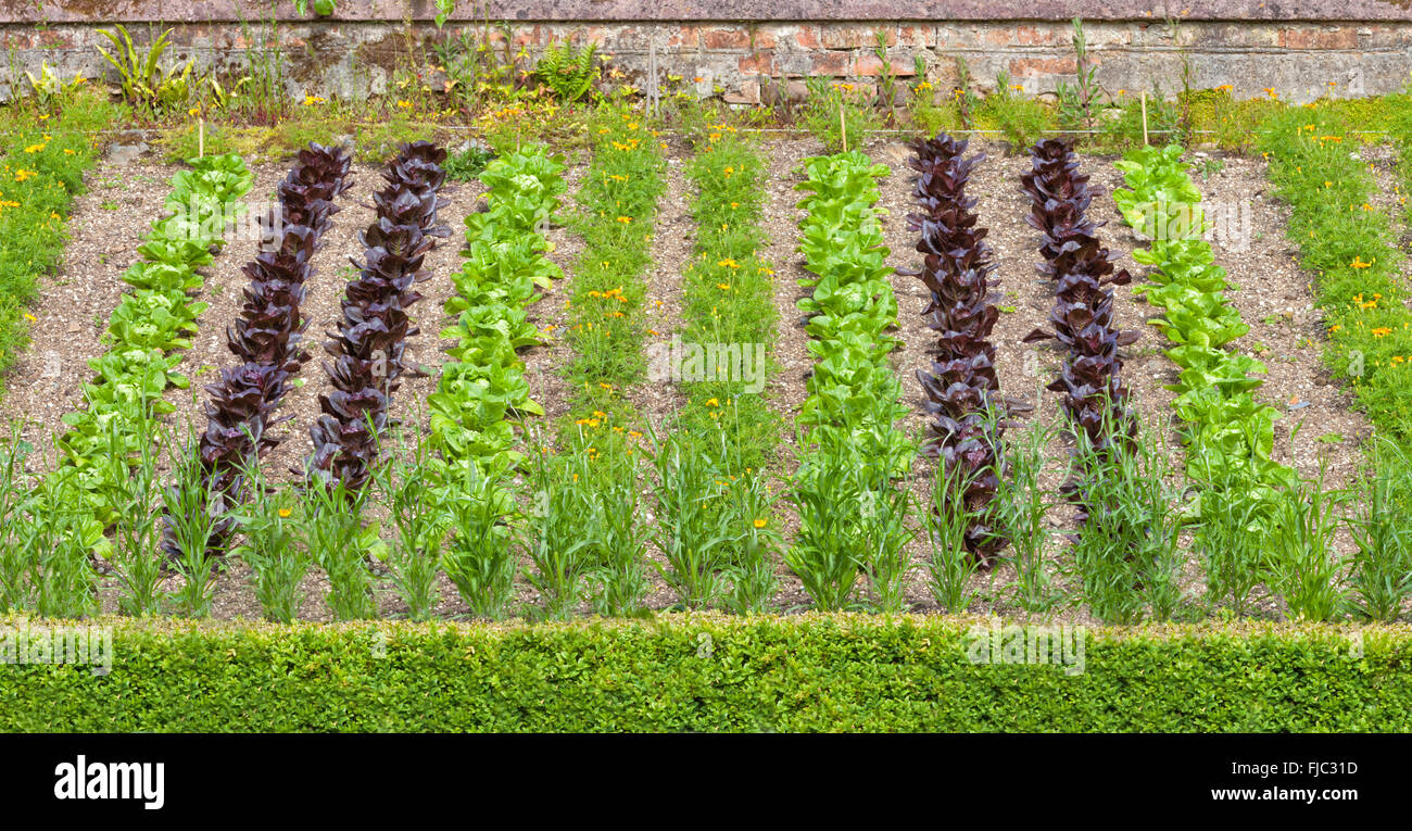 Erhöhten Sommer Gemüsegarten mit vertikalen Reihen der grünen und roten Kopfsalat, orange Ringelblumen, zwischen Mauer und lo Stockfoto