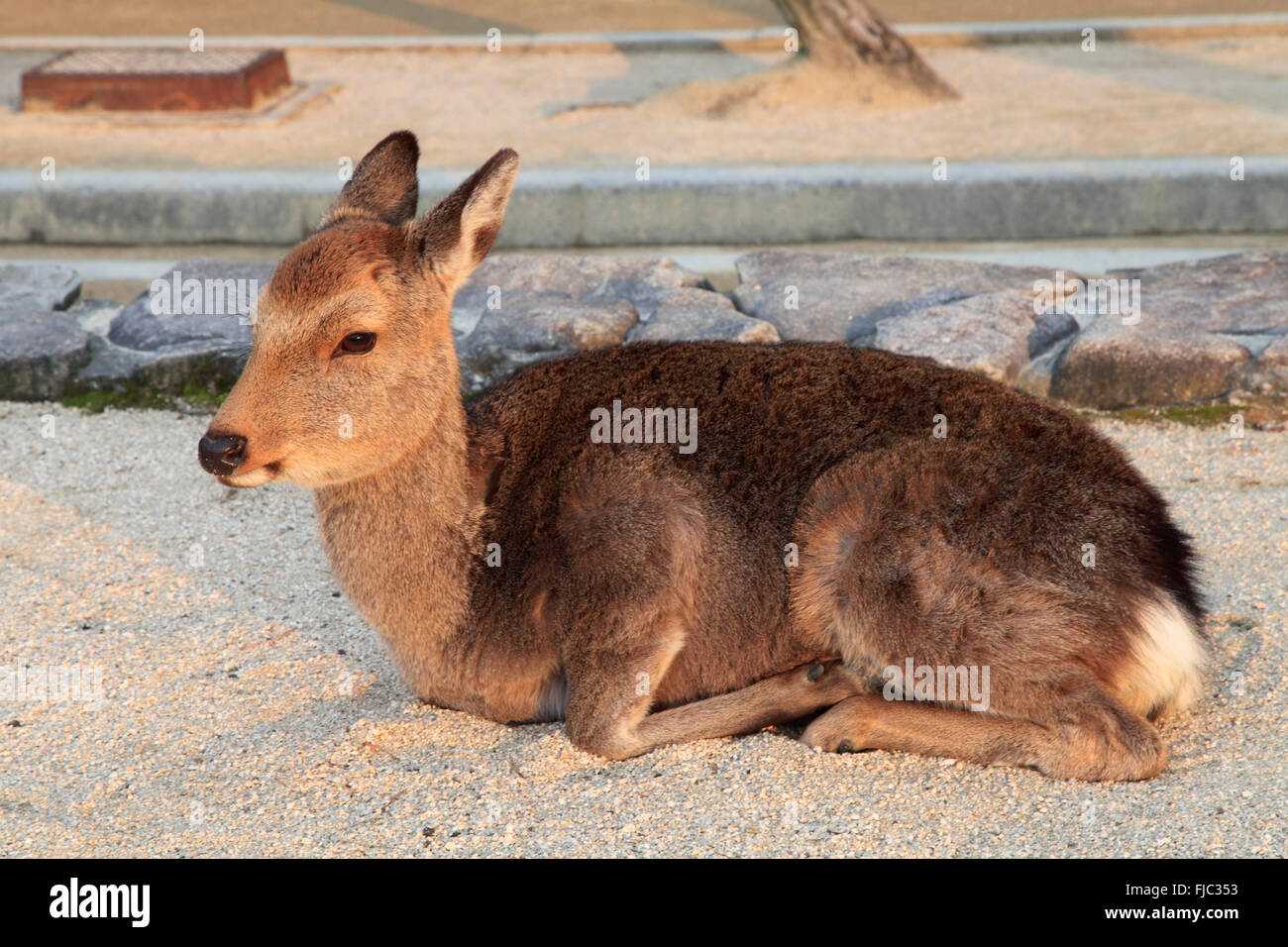 Japan, Miyajima, Hirsch, Stockfoto