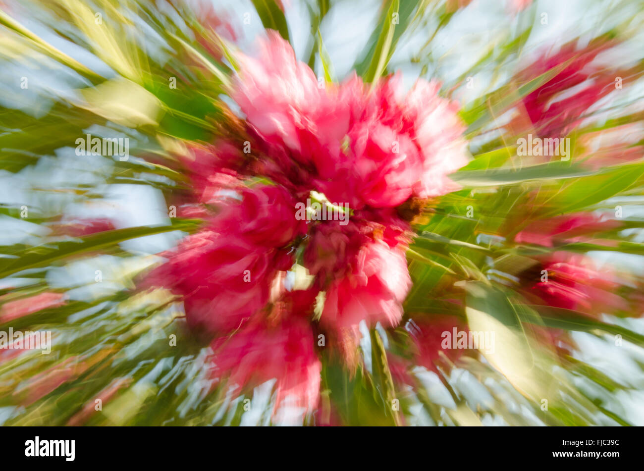 Blume-Burst in Sitges, Spanien genommen. Stockfoto