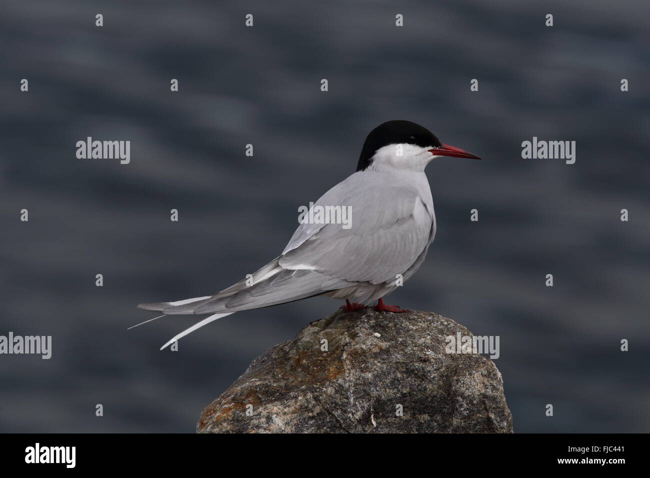 Arktischseeschwalbe, auf Felsen stehend, Meereshintergrund Stockfoto