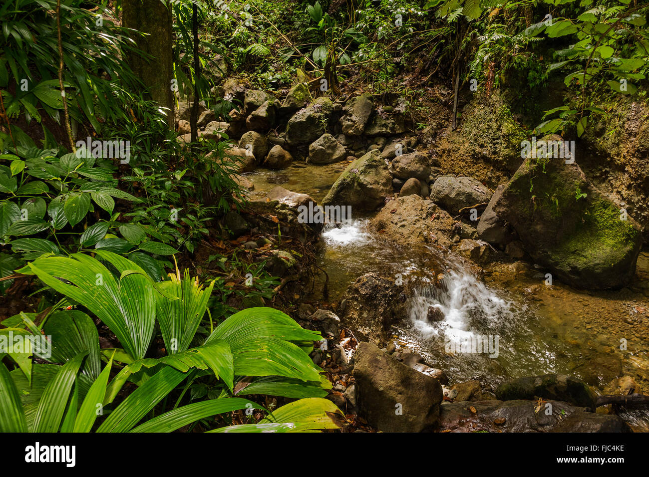 Rain Forest Stream Dominica West Indies Stockfoto