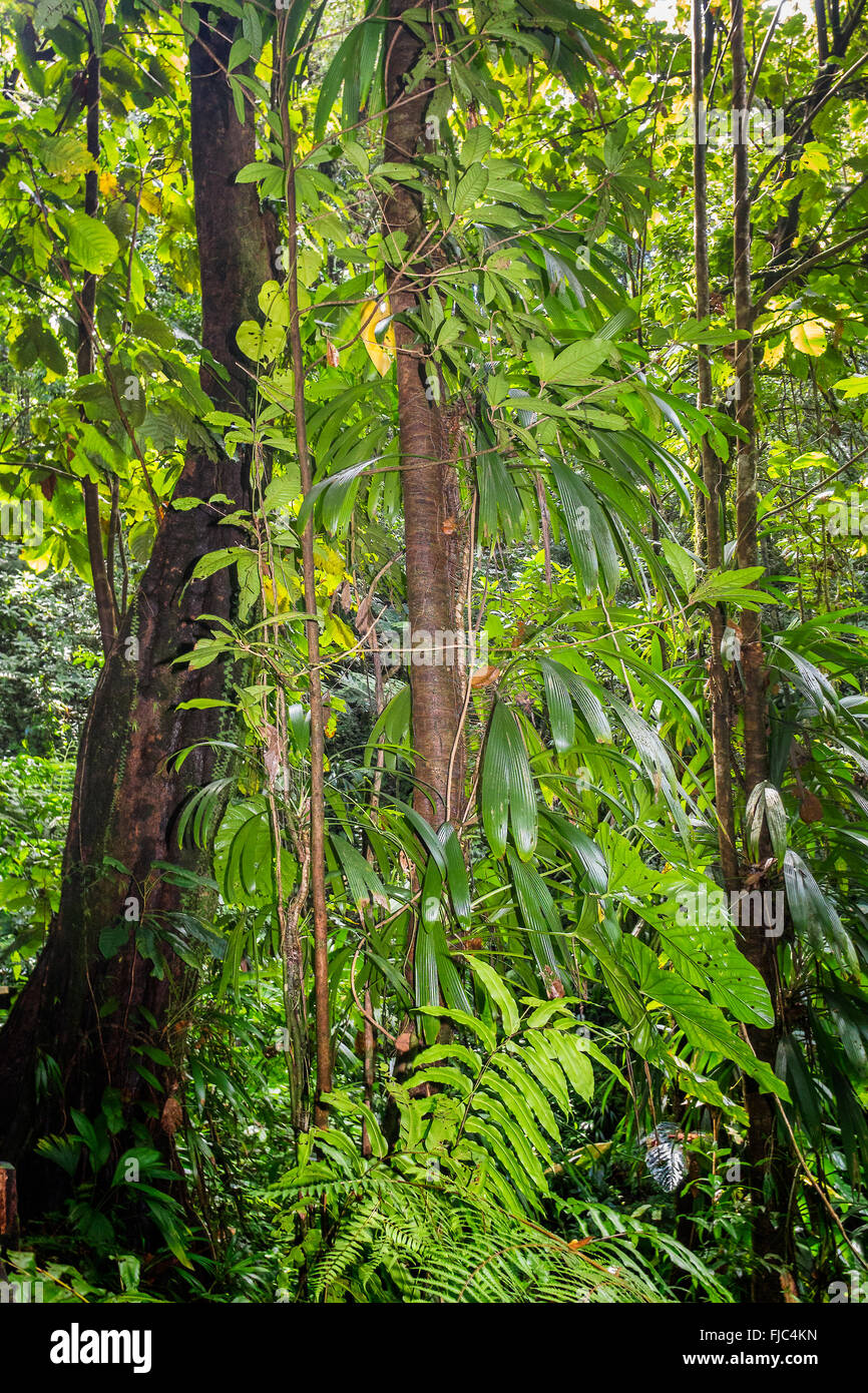 Üppigen Regenwald Bäume Dominica West Indies Stockfoto