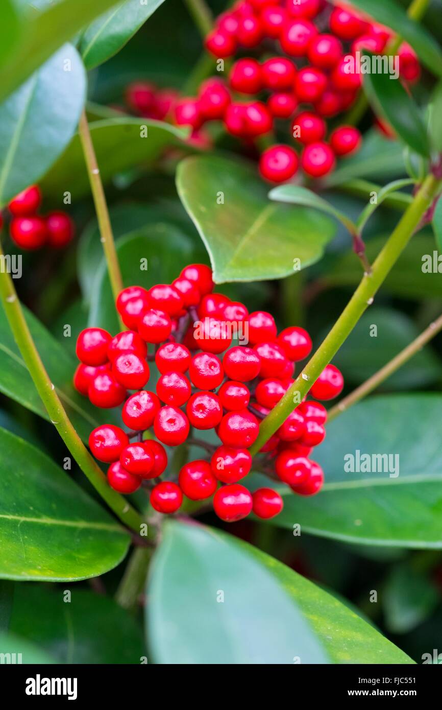 Skimmia Japonica, mit roten Beeren, Norfolk, England, Februar. Stockfoto