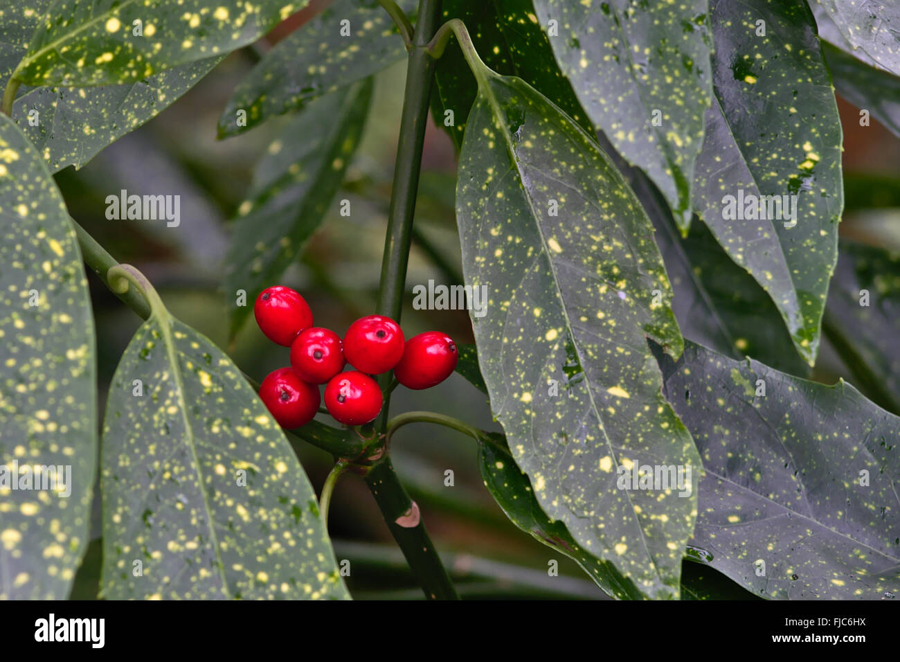 Hintergrund der gefleckte Laural Beeren und Blätter (Aucuba Japonica) Stockfoto