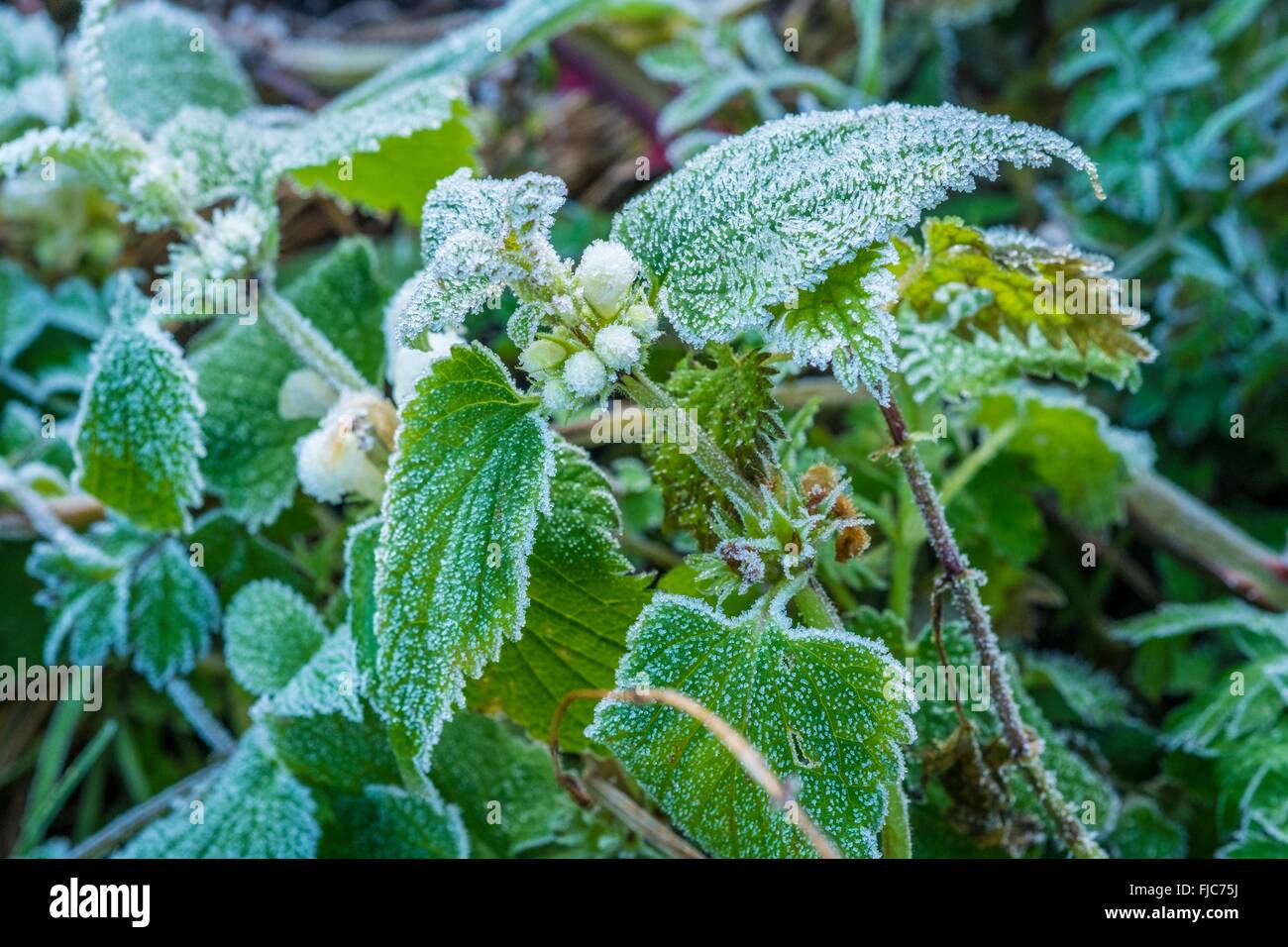 Weißen Toten-Brennnessel. Lamium Album - Blume und bedeckt in Frost, Februar, England. Stockfoto