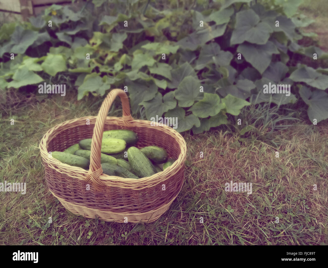 Korb mit einer Ernte von Gurken auf einem Hintergrund von Gemüse-Bett Stockfoto