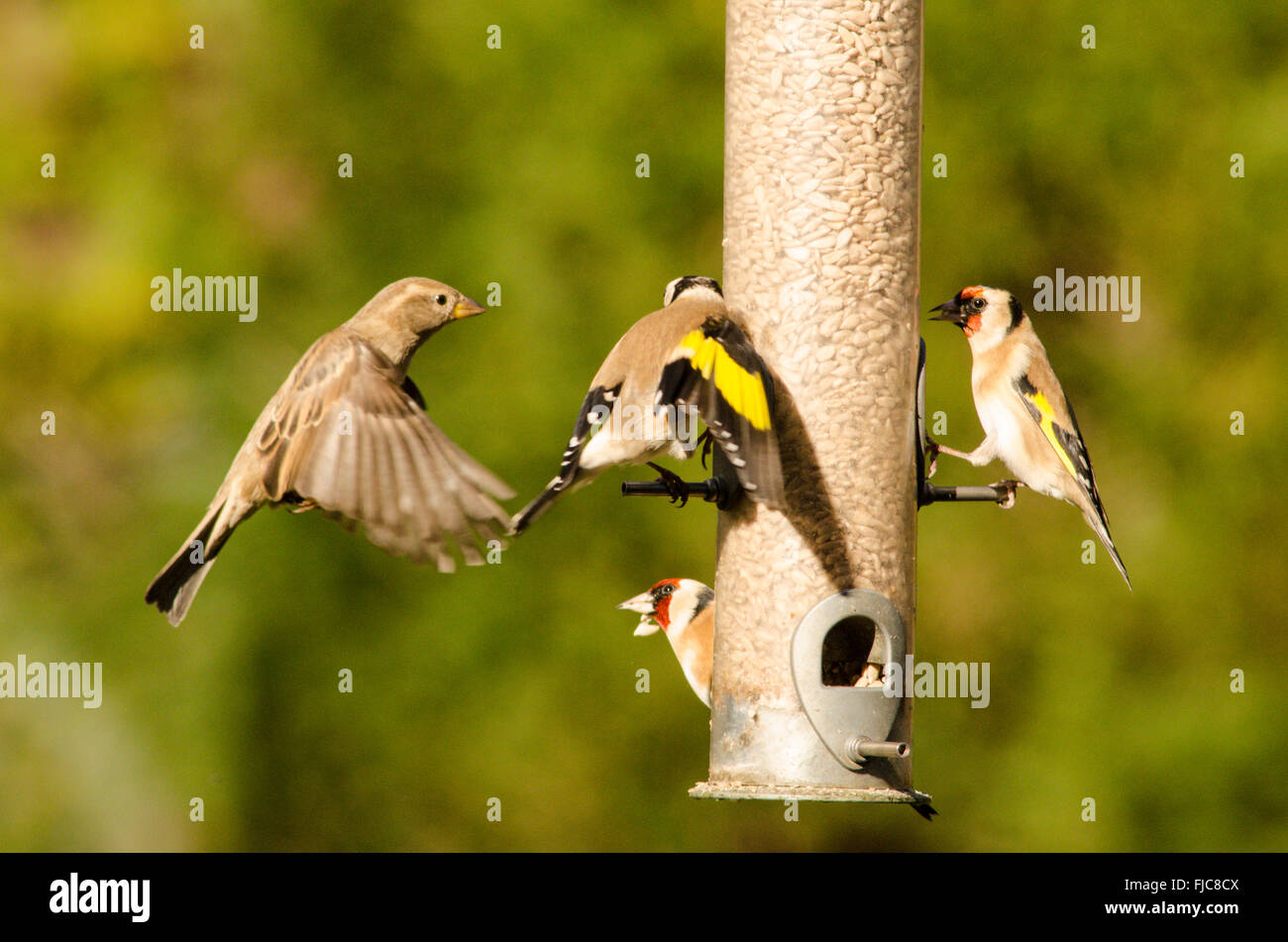 Europäische Goldfinch [Zuchtjahr Zuchtjahr] am Vogelhäuschen. Sparrow [Passer Domesticus] fliegen im Haus. West Sussex, UK. Februar. Stockfoto