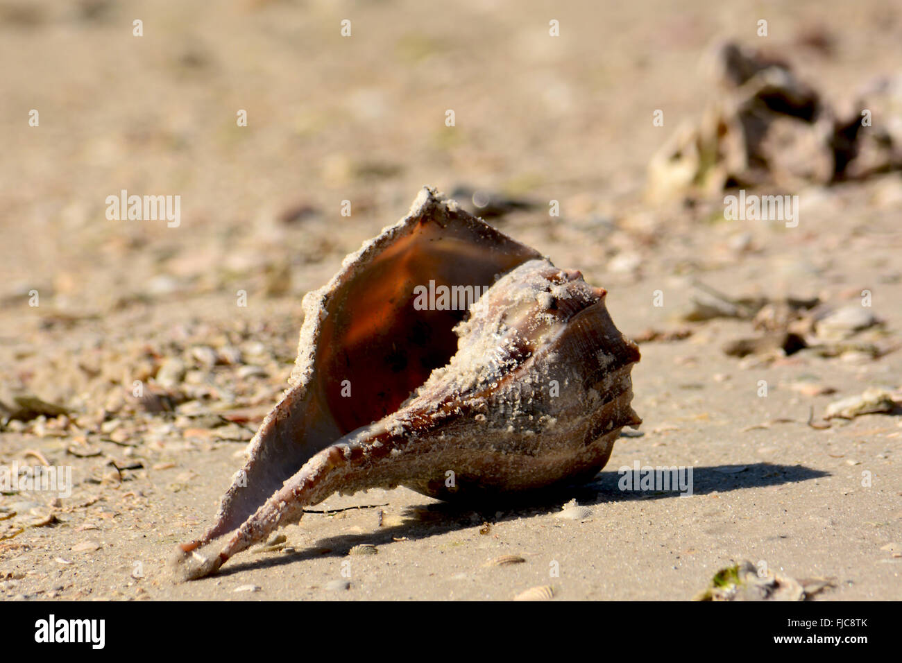 Große Muschel auf dem sandigen Strand hautnah Stockfoto