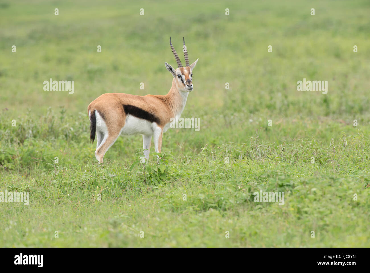 Männliche Thomson es Gazelle (Gazella Rufifrons), Ngorongoro Crater, Tansania. Stockfoto