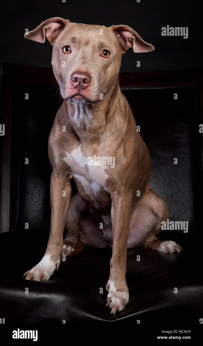 Pit Bull Portrait im Studio auf einem schwarzen Hintergrund Stockfoto