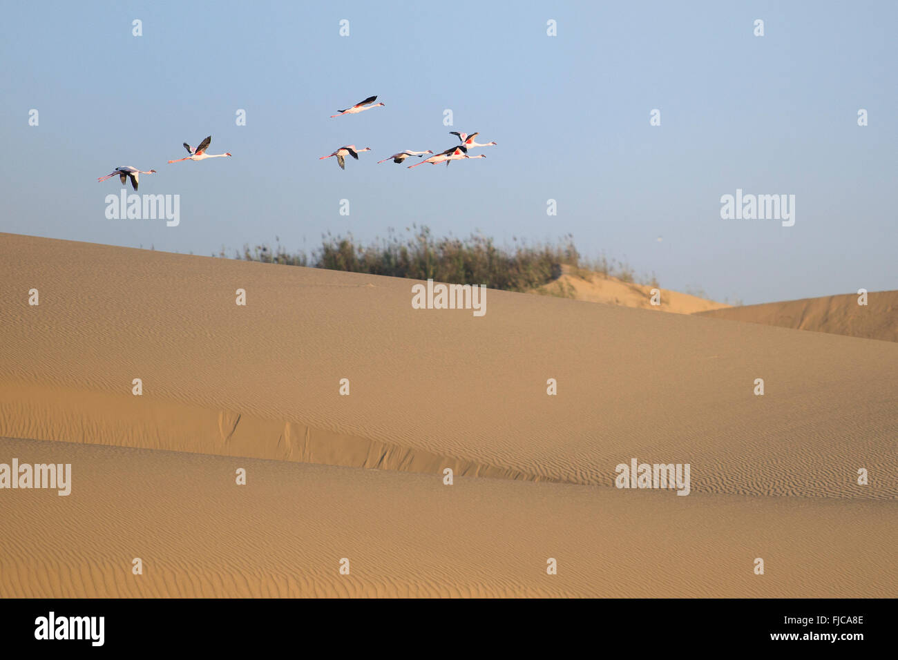 Flamingos in der Walfischbucht Feuchtgebiet Stockfoto