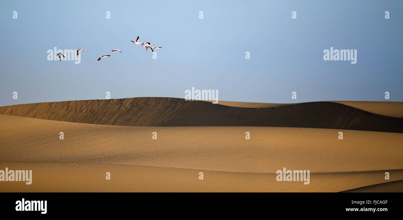 Flamingos in der Walfischbucht Feuchtgebiet Stockfoto