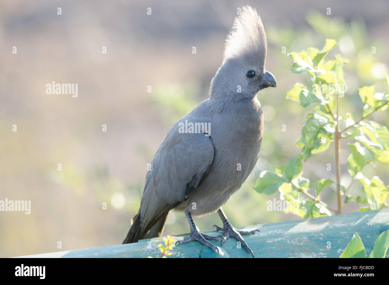 Einsamer grauer Vogel auf Zaun Stockfoto