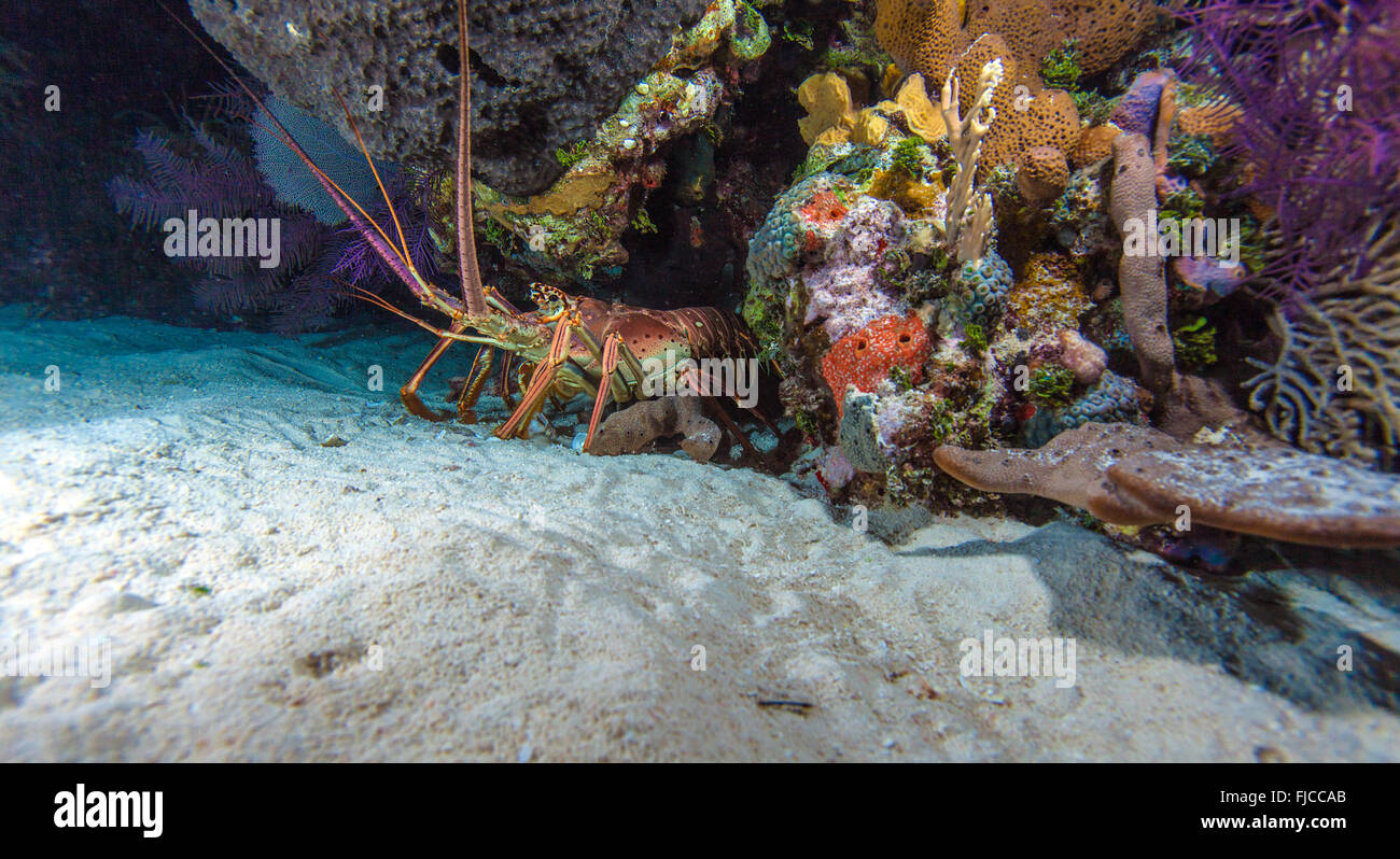 Roten Hummer in freier Wildbahn, Cayo Largo, Kuba Stockfoto