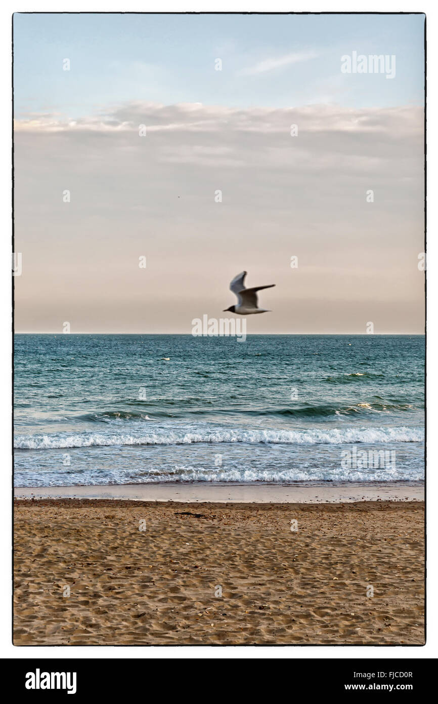 Ein farbiges Foto von goldenen Abendlicht mit einem rosa Farbton eines fliegenden Vogels am Himmel, das Meer am Strand mit Sand ein Stockfoto