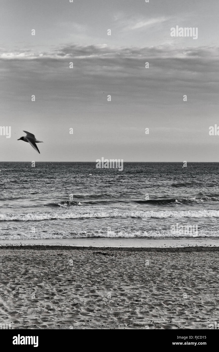 Ein schwarz-weiß Foto eines fliegenden Vogels am Himmel, das Meer am Strand mit Sand und eine Bande von horizontalen Wolken in t Stockfoto Ein schwarz-weiß Foto eines fliegenden Vogels am Himmel, das Meer am Strand mit Sand und eine Bande von horizontalen Wolken in t Stockfoto