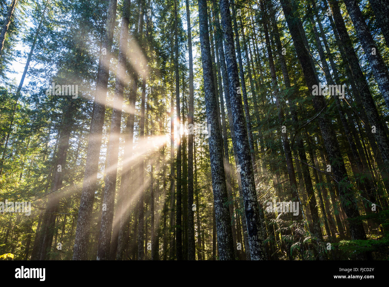 Sonnenstrahlen durch einen Wald im US-Bundesstaat Washington. Stockfoto