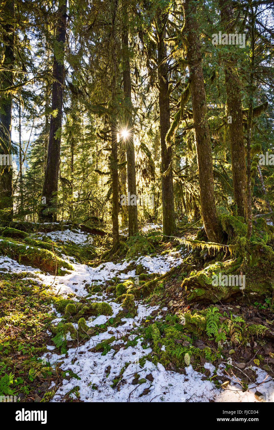 Licht durch einen Wald im US-Bundesstaat Washington. Stockfoto